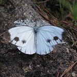 White Butterfly