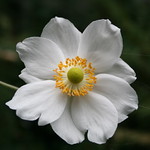 japanese anemone