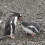 Ping&uuml;ino Pap&uacute;a