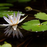 Water Lily