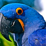 Hyacinth Macaw (Anodorhynchus hyacinthinus)