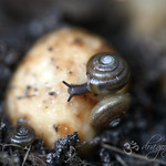 A gathering of snails