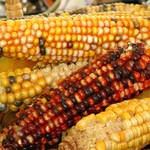 indian corn