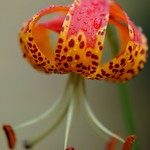 Turk's-cap lily.