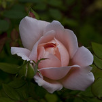 Ambridge Rose-1