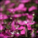 A tiny touch of pink-keh.... ;-)