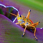 Lubber on Purple Leaf