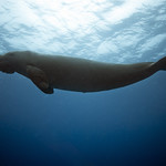 Cocos Keeling dugong