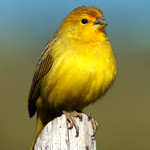 Can&aacute;rio-da-terra-verdadeiro - Saffron Finch (Sicalis flaveola)