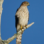 Young Cooper's Hawk