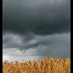 Stormy Wheat