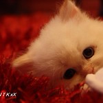 When the evening shadows and the stars appear,,there is no one there to dry your tears,,I could hold you for a million years,,To make you feel my love