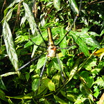 Sinharaja rain forest