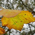 sycamore leaf
