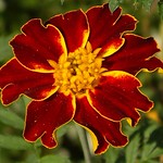 Marigold Macro