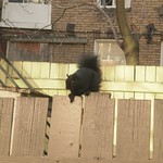Black squirrel, St. Charles/Isabella parkette