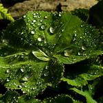 Raindrops keep falling.by Pixellie.