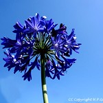Blue Flower Blue Sky