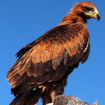 wedge tailed eagle australia