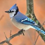 Blue Jay