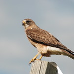 Swainson's Hawk DSC_1080