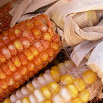 indian corn