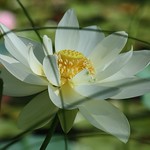 When Silence Speaks...