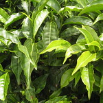 Reading the Tea Leaves