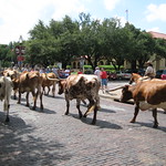 Stockyards, Bring on the Cattle Drive 10