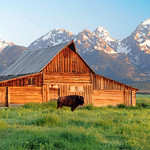 Moulton Barn - Buffalos (Grand Tetons)