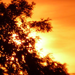 Sun Like Fire Through The Trees