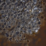 First Frogspawn