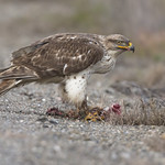 Ferruginous Hawk