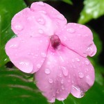 Tropical Rain Forest Flower