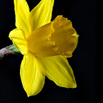 Daffodil