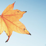 Fall Leaf