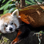 Red Panda