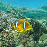 Clownfish