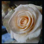 ivory rose