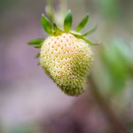ripening strawberry