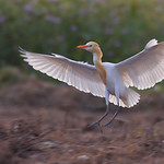 The Cattle Egret