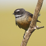 Fantail