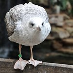 Seagull (and a curious one)