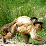 Azaras&rsquo;s Capuchin , adult female with her child on her back .... (Cebus cay = Cebus libidinosus paraguayanus) (500 x 276) Original= (3203 x 1766)