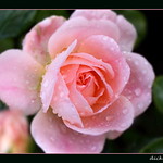 Pink wet Rose after the rain