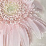 oh dear, another gerbera...