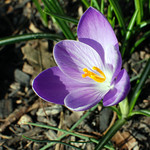 First Flower of Spring