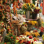 Mainz, Markt, Blumenstand (market, flower stall)