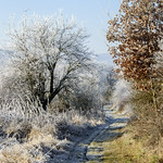 New Year's Eve wandering nature