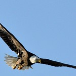 Bald Eagle Just After Takeoff